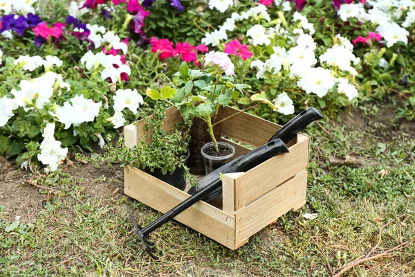 Caja Madera Con Herramientas Jardín Plantas Aire Libre — Foto de Stock