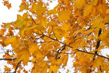 Altın sonbahar akçaağaç yapraklı dallar