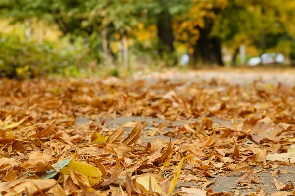 Autumn Leaves Ground City Park — Stock Photo, Image