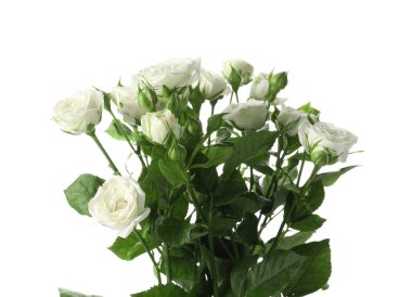 Beyaz arka planda açan çalı gülleri