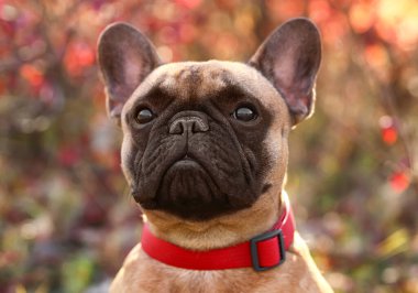 Sonbahar parkında tatlı bir Fransız bulldog 'u.