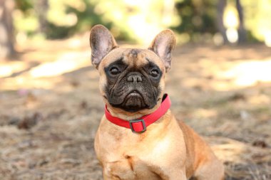 Sonbahar parkında tatlı bir Fransız bulldog 'u.