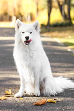 Sonbahar parkında şirin Samoyed köpeği