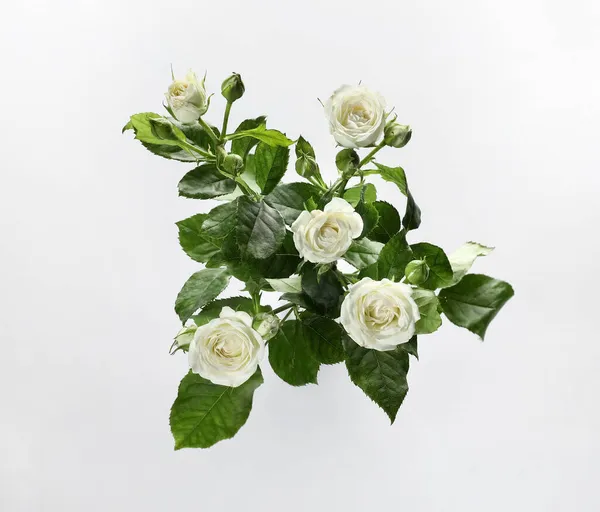 Bukiet Pięknych Bukietów Róż Białym Tle — Zdjęcie stockowe
