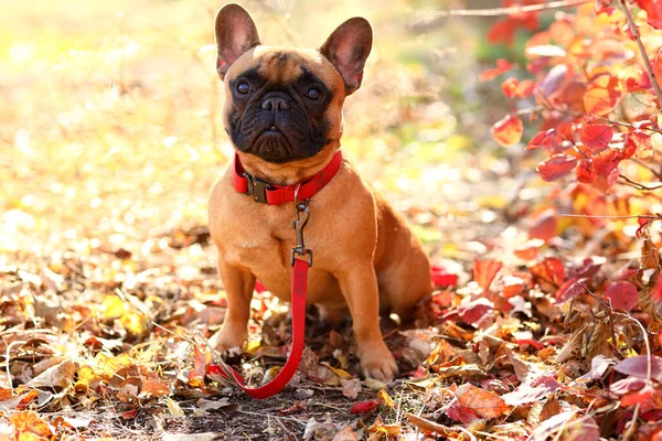 Cute French Bulldog Beautiful Autumn Park — Stock Photo, Image