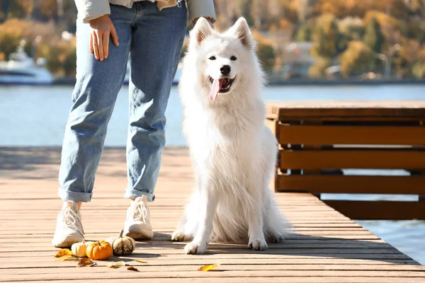 秋の日に川の近くの所有者とかわいいサモイド犬 — ストック写真