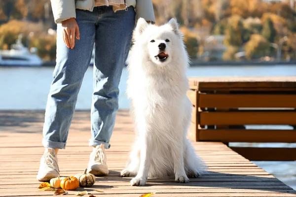 Cute Samoyed Dog Owner River Autumn Day — Stock Photo, Image