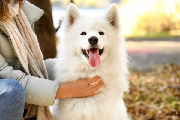秋天公园里有一只可爱的萨摩亚狗和主人在一起 — 图库照片