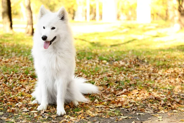 Cão Bonito Samoyed Parque Outono — Fotografia de Stock