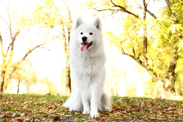 Cão Bonito Samoyed Parque Outono — Fotografia de Stock