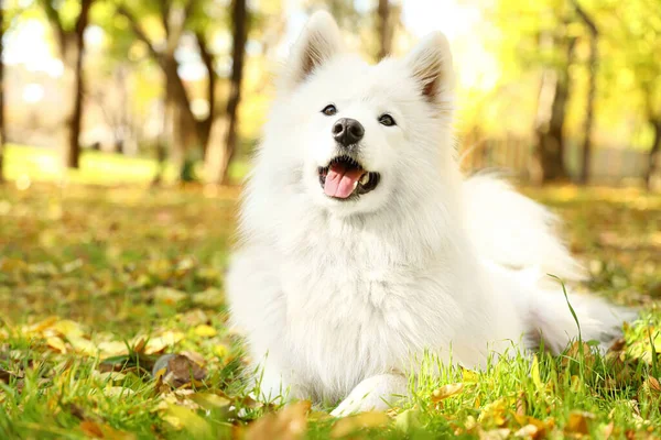 Cute Samoyed Pies Jesiennym Parku — Zdjęcie stockowe