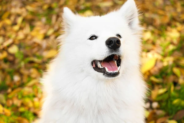 Cão Bonito Samoyed Parque Outono — Fotografia de Stock