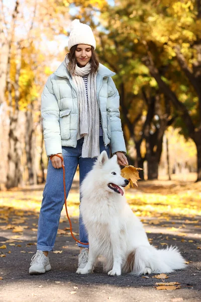 秋の公園で美しいサモイド犬と若い女性 — ストック写真