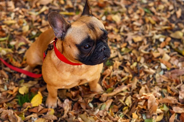 Cute French Bulldog Autumn Park — Stock Photo, Image