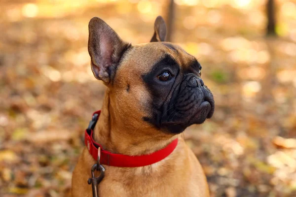 Cute French Bulldog Autumn Park — Stock Photo, Image