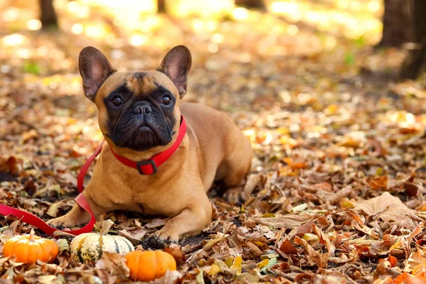 Cute French Bulldog Pumpkins Autumn Park — Stock Photo, Image