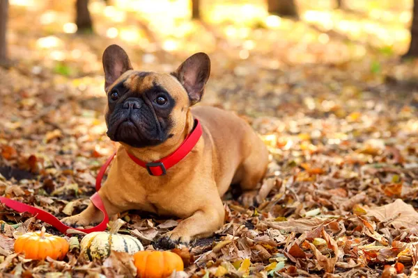 Cute French Bulldog Pumpkins Autumn Park — Stock Photo, Image