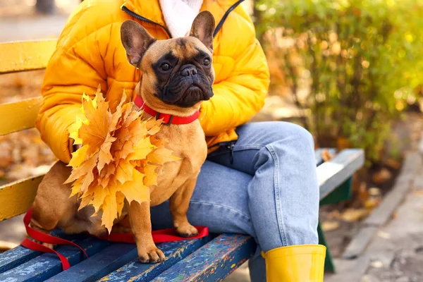 Young Woman Cute French Bulldog Autumn Park — Stock Photo, Image