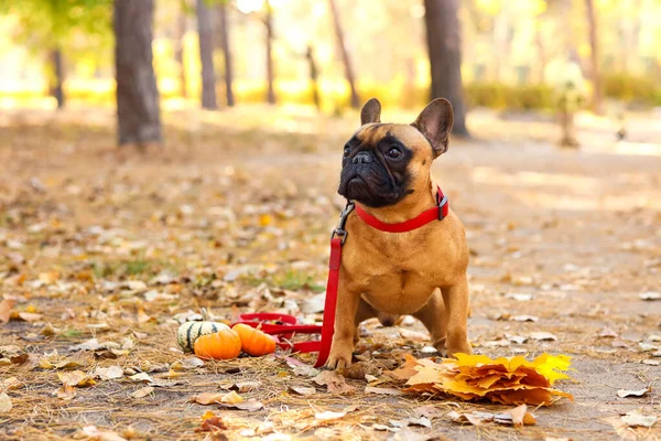 Cute French Bulldog Pumpkins Autumn Park — Stock Photo, Image