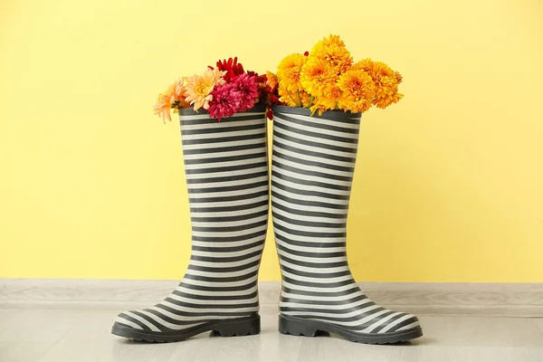Rubber Boots Beautiful Chrysanthemum Flowers Color Wall — Stock Photo, Image