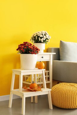 Odada güzel kasımpatı çiçekleri olan saksılar