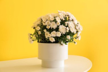 Sarı duvarın yanındaki masada güzel kasımpatı çiçekleri olan tencere.