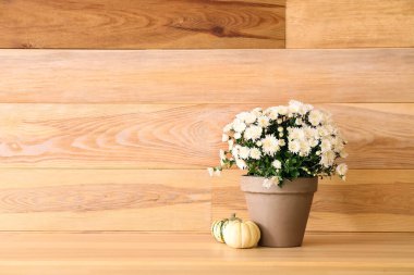 Ahşap duvarın yanındaki masada güzel kasımpatı çiçekleri olan tencere.