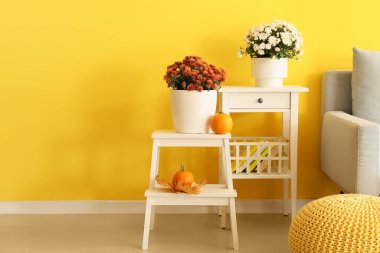 Sarı duvarın yanında güzel kasımpatı çiçekleri olan saksılar.