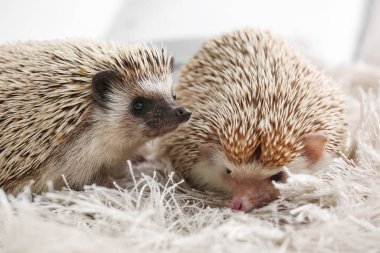 Yumuşak halıda şirin kirpiler