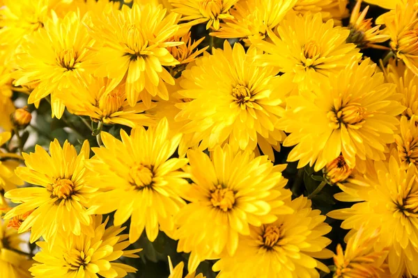 Beautiful Chrysanthemum Flowers Background Closeup — Stock Photo, Image