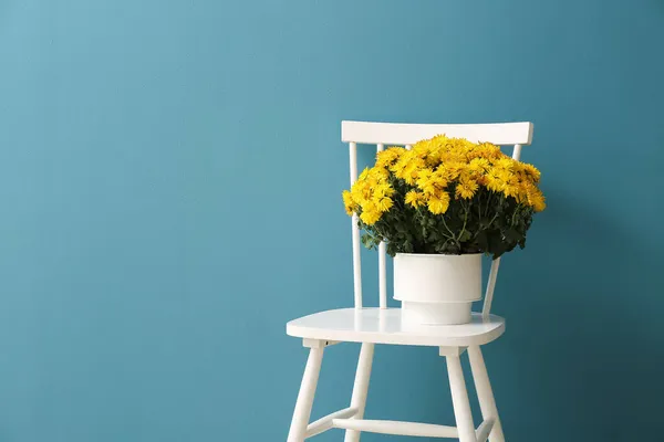 Mavi Duvarın Yanındaki Sandalyede Güzel Kasımpatı Çiçekleri Olan Tencere — Stok fotoğraf