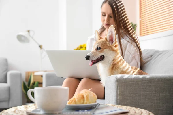 Young Woman Cute Corgi Dog Using Laptop Sofa Home — Stock Photo, Image