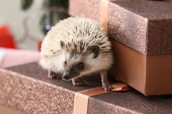 Cute Hedgehog Christmas Gift Boxes Home — Stock Photo, Image