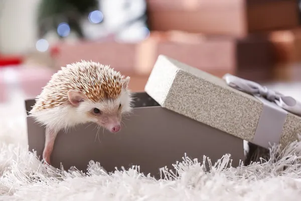 Cute Hedgehog Christmas Gift Box Home — Stock Photo, Image