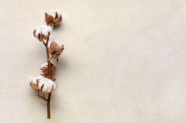 Hafif arkaplanda pamuk dalları