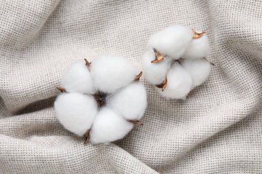 Hafif kumaş arkaplanda güzel pamuk çiçekleri, yakın plan
