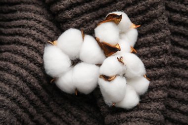 Koyu arkaplanda güzel pamuk çiçekleri