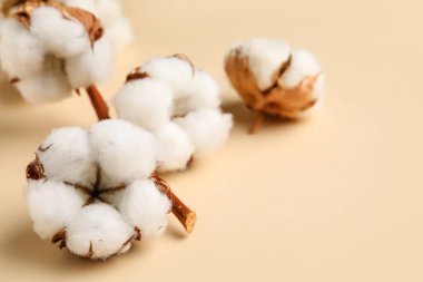 Bej arkaplanda güzel pamuk çiçekleri, yakın plan