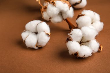 Renk arkaplan üzerinde yumuşak pamuk çiçekleri dalı, yakın plan