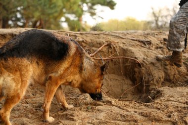 Askeri çalışan köpek açık havada asker