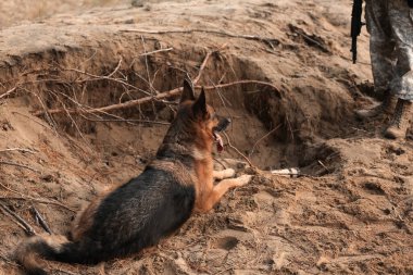 Askeri çalışan köpek açık havada asker