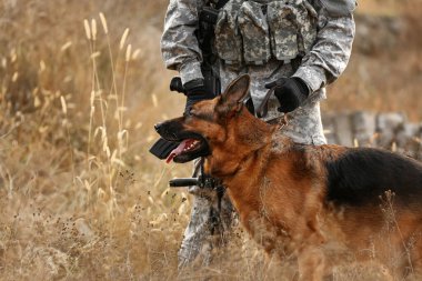 Askeri çalışan köpek açık havada asker