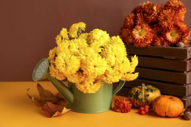 Renkli arka planda güzel kasımpatı çiçekleri ve balkabaklarıyla sulama tenekesi