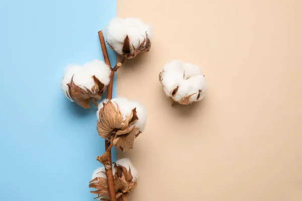 Beautiful Cotton Flowers Blue Beige Background — Stock Photo, Image