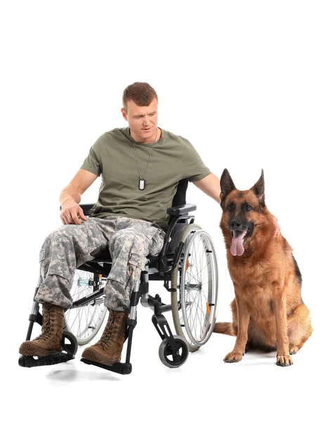 Soldier Wheelchair Military Working Dog White Background — Stock Photo, Image