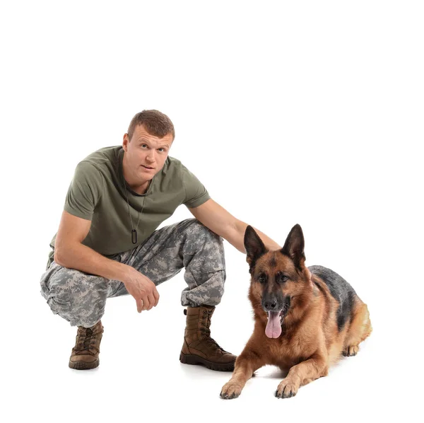 Soldier Military Working Dog White Background — Stock Photo, Image