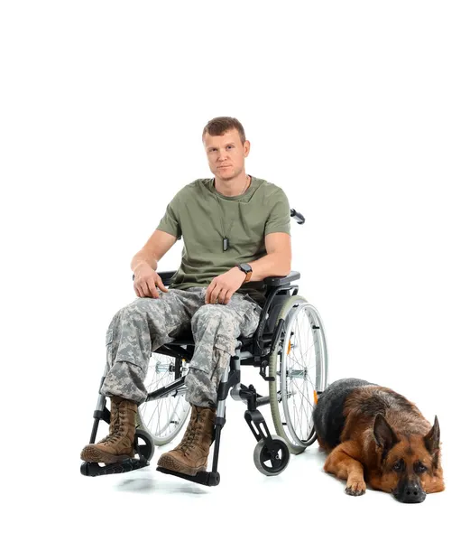 Soldier Wheelchair Military Working Dog White Background — Stock Photo, Image