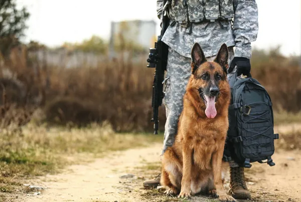 Soldier Military Working Dog Outdoors — Stock Photo, Image