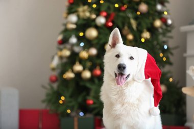 Noel arifesinde evde Noel Baba şapkalı komik köpek