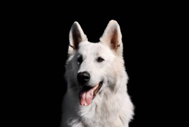 Siyah arka planda beyaz İsviçreli çoban köpeği